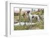 Greyhounds in Country-Louis Agassiz Fuertes-Framed Photographic Print