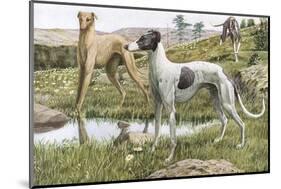 Greyhounds in Country-Louis Agassiz Fuertes-Mounted Photographic Print