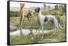 Greyhounds in Country-Louis Agassiz Fuertes-Framed Stretched Canvas