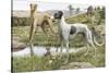 Greyhounds in Country-Louis Agassiz Fuertes-Stretched Canvas