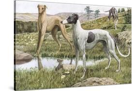 Greyhounds in Country-Louis Agassiz Fuertes-Stretched Canvas