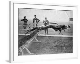 Greyhounds Racing-null-Framed Photographic Print