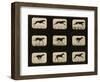 Greyhounds Running, from the 'Animal Locomotion' Series, C.1881-Eadweard Muybridge-Framed Photographic Print