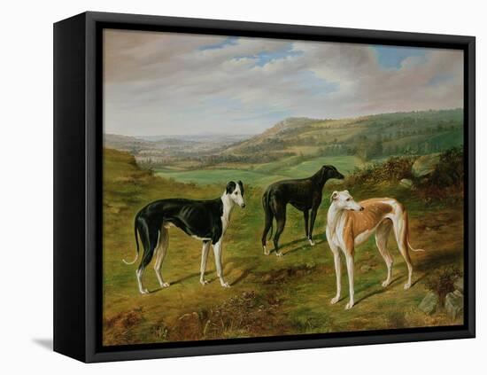 Greyhounds-Benjamin Cam Norton-Framed Stretched Canvas