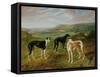 Greyhounds-Benjamin Cam Norton-Framed Stretched Canvas