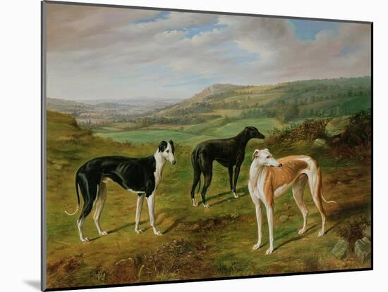 Greyhounds-Benjamin Cam Norton-Mounted Giclee Print