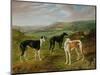 Greyhounds-Benjamin Cam Norton-Mounted Giclee Print