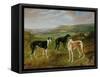 Greyhounds-Benjamin Cam Norton-Framed Stretched Canvas