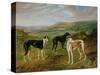Greyhounds-Benjamin Cam Norton-Stretched Canvas