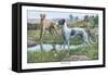 Greyhounds-Louis Agassiz Fuertes-Framed Stretched Canvas