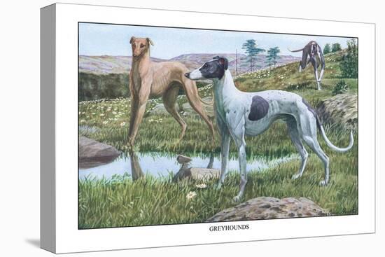 Greyhounds-Louis Agassiz Fuertes-Stretched Canvas