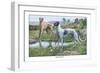 Greyhounds-Louis Agassiz Fuertes-Framed Art Print