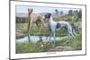 Greyhounds-Louis Agassiz Fuertes-Mounted Art Print