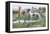 Greyhounds-Louis Agassiz Fuertes-Framed Stretched Canvas