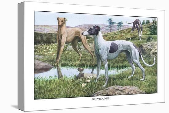 Greyhounds-Louis Agassiz Fuertes-Stretched Canvas