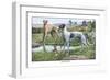 Greyhounds-Louis Agassiz Fuertes-Framed Art Print