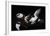 Greylag Geese, 2008-James Gillick-Framed Giclee Print