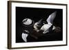 Greylag Geese, 2008-James Gillick-Framed Giclee Print