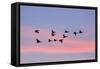 Greylag Geese Group in Flight at Sunset-null-Framed Stretched Canvas