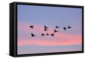 Greylag Geese Group in Flight at Sunset-null-Framed Stretched Canvas