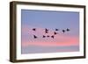 Greylag Geese Group in Flight at Sunset-null-Framed Photographic Print