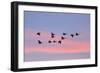 Greylag Geese Group in Flight at Sunset-null-Framed Photographic Print