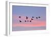 Greylag Geese Group in Flight at Sunset-null-Framed Photographic Print