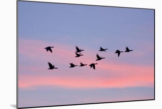 Greylag Geese Group in Flight at Sunset-null-Mounted Photographic Print