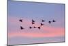 Greylag Geese Group in Flight at Sunset-null-Mounted Photographic Print