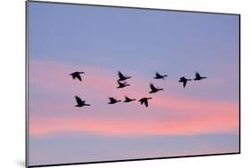 Greylag Geese Group in Flight at Sunset-null-Mounted Photographic Print