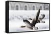 Greylag Geese in Flight-Klaus Honal-Framed Stretched Canvas
