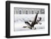 Greylag Geese in Flight-Klaus Honal-Framed Photographic Print