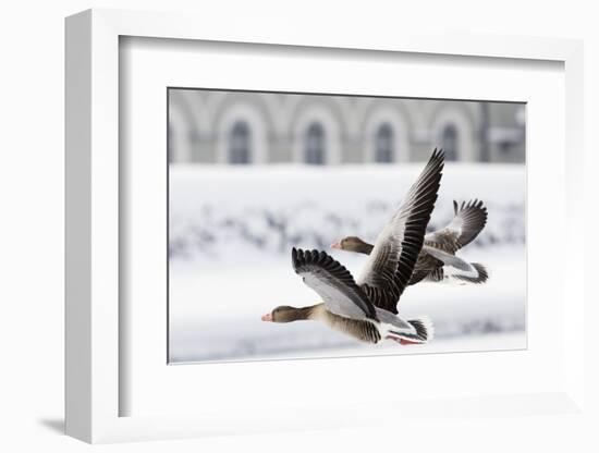 Greylag Geese in Flight-Klaus Honal-Framed Photographic Print