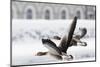 Greylag Geese in Flight-Klaus Honal-Mounted Photographic Print