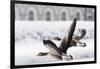 Greylag Geese in Flight-Klaus Honal-Framed Photographic Print