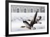 Greylag Geese in Flight-Klaus Honal-Framed Photographic Print