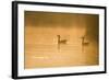 Greylag Geese-null-Framed Photographic Print