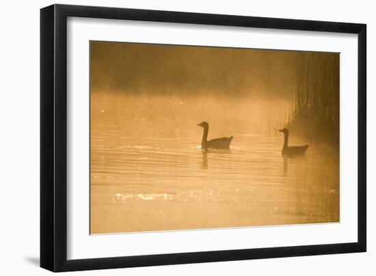 Greylag Geese-null-Framed Photographic Print