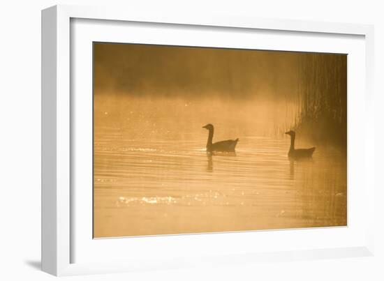 Greylag Geese-null-Framed Photographic Print