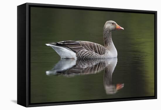 Greylag Goose (Anser Anser) Adult on Water, Scotland, UK, May 2010-Mark Hamblin-Framed Stretched Canvas