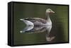 Greylag Goose (Anser Anser) Adult on Water, Scotland, UK, May 2010-Mark Hamblin-Framed Stretched Canvas