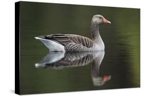 Greylag Goose (Anser Anser) Adult on Water, Scotland, UK, May 2010-Mark Hamblin-Stretched Canvas