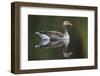 Greylag Goose (Anser Anser) Adult on Water, Scotland, UK, May 2010-Mark Hamblin-Framed Photographic Print