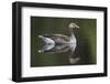 Greylag Goose (Anser Anser) Adult on Water, Scotland, UK, May 2010-Mark Hamblin-Framed Photographic Print