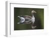 Greylag Goose (Anser Anser) Adult on Water, Scotland, UK, May 2010-Mark Hamblin-Framed Photographic Print