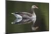 Greylag Goose (Anser Anser) Adult on Water, Scotland, UK, May 2010-Mark Hamblin-Mounted Photographic Print