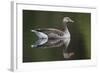 Greylag Goose (Anser Anser) Adult on Water, Scotland, UK, May 2010-Mark Hamblin-Framed Photographic Print