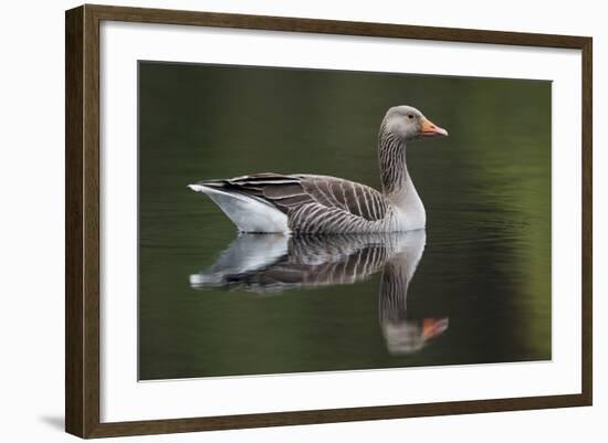 Greylag Goose (Anser Anser) Adult on Water, Scotland, UK, May 2010-Mark Hamblin-Framed Photographic Print