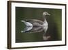 Greylag Goose (Anser Anser) Adult on Water, Scotland, UK, May 2010-Mark Hamblin-Framed Photographic Print