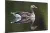 Greylag Goose (Anser Anser) Adult on Water, Scotland, UK, May 2010-Mark Hamblin-Mounted Photographic Print